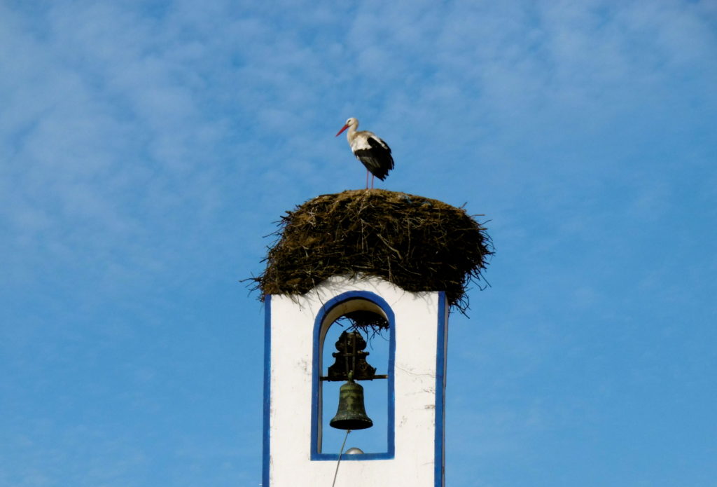 Storkerede på kirke tårnet.