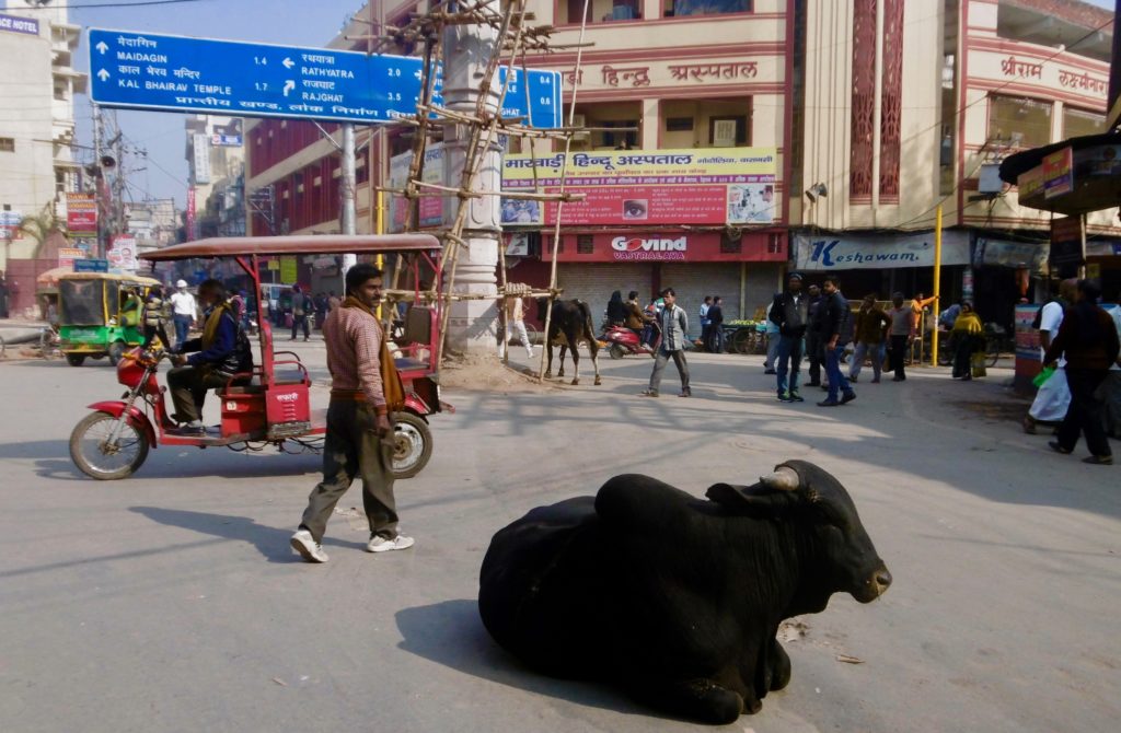 En hellig ko i Varanasi.