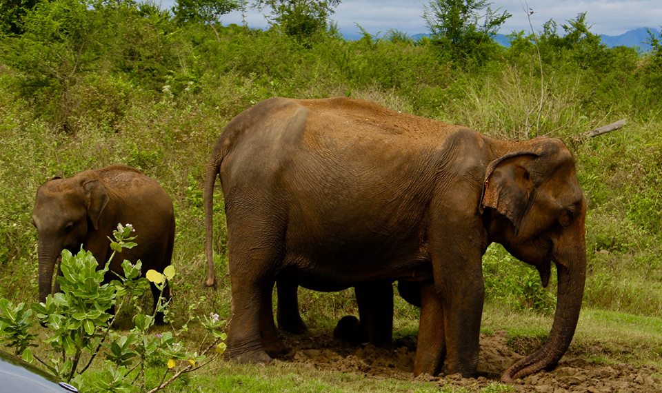 Elefant Safari.