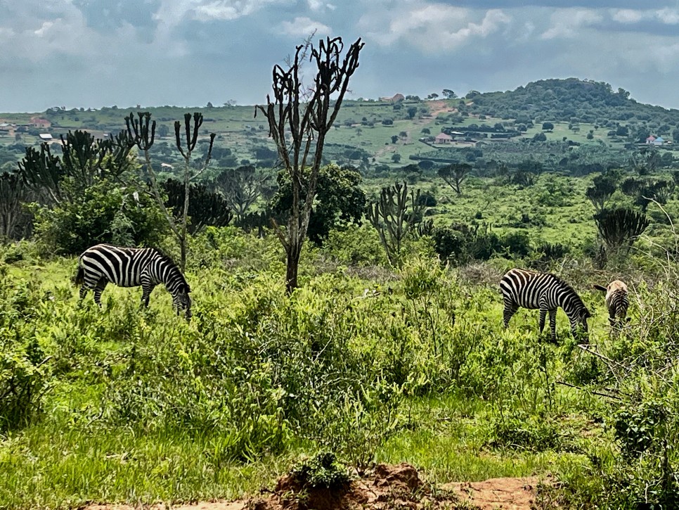 zebra