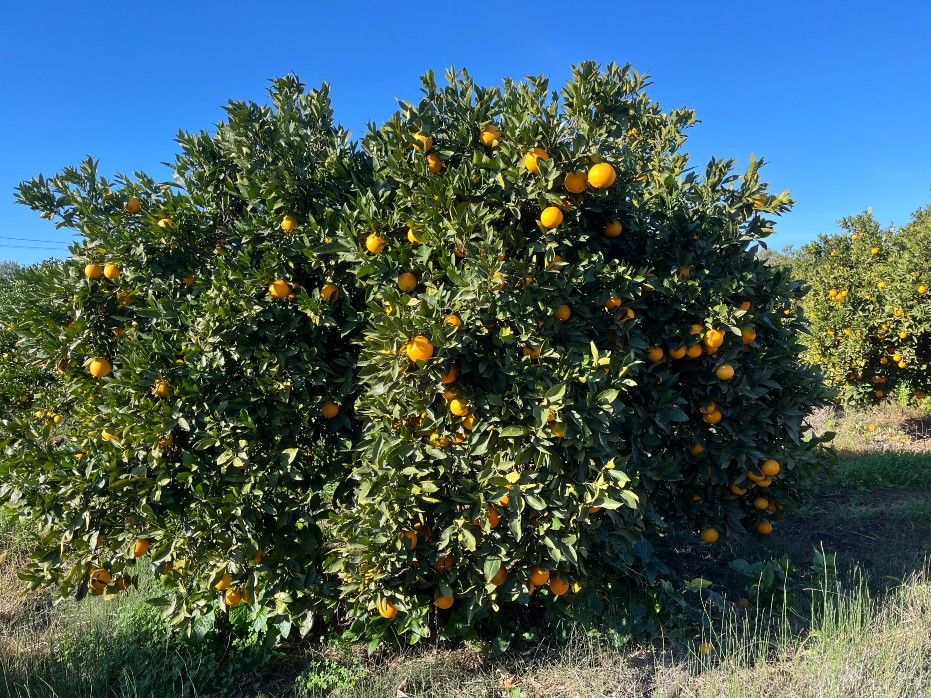Appelsiner Algarve